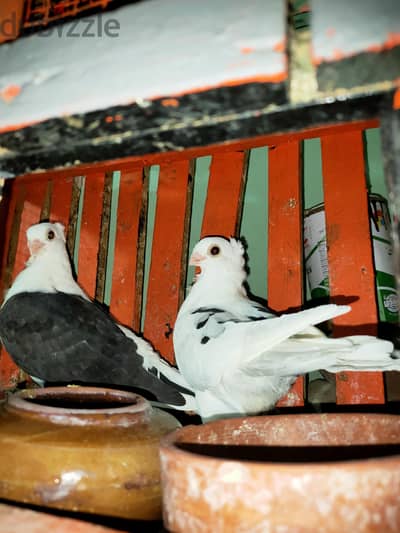 الخانكه