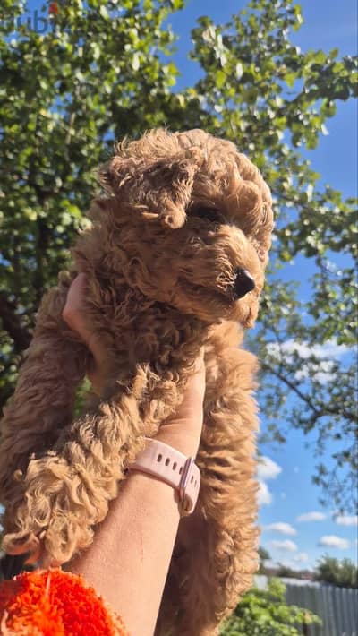 Poodle puppies with top quality looking for a new home _ بودل بابيز
