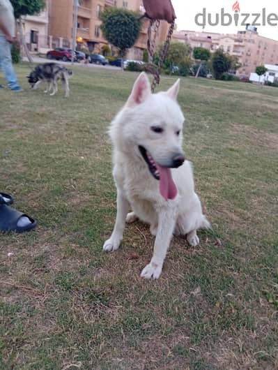 ولد وايت هاسكى بيور