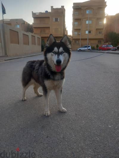 حلوان 15 مايو