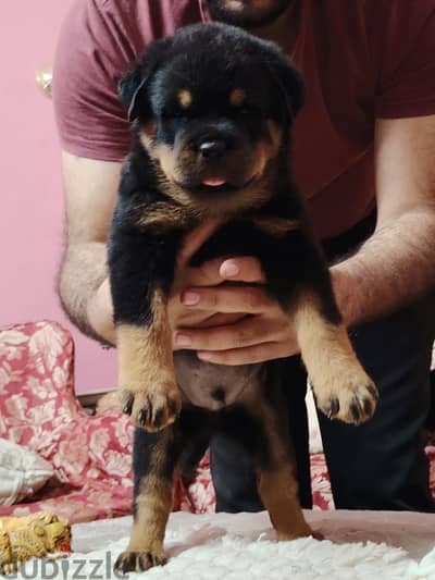 Rottweiler puppies 