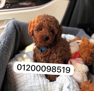 توي بودل toy poodle