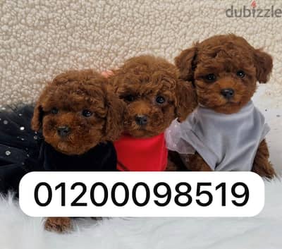 بودل toy poodle