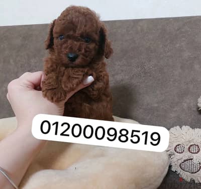 بودل poodle