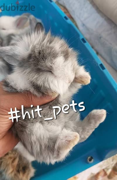 اجمل ارانب زينه للتربيه المنزليه  | zngora rabbit