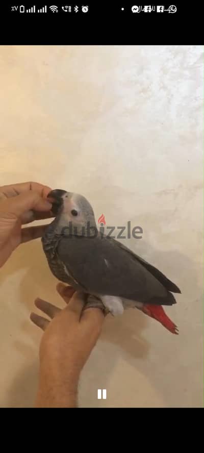 بغبغاء زنجباري  للتدريب