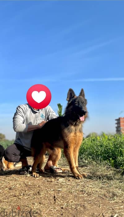 دكر جيرمن للبيع او للبدل  سنه ونص