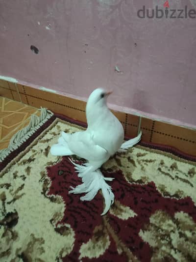 باب الشعريه