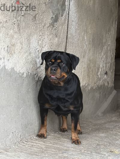 نتايه روتوايلر female Rottweiler
