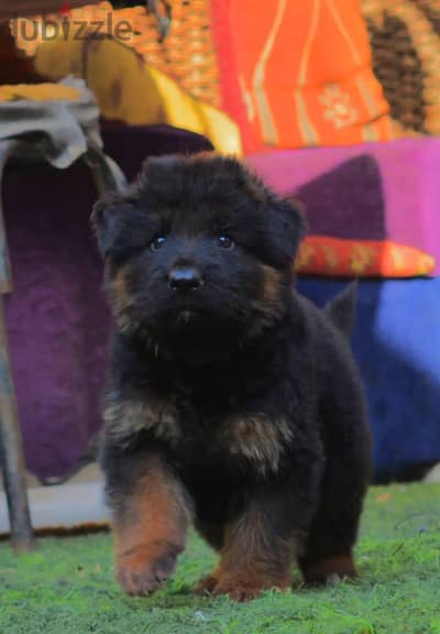 جراوي جيرمن شيبرد دكر  انثي نتايه German Shepard puppy male female