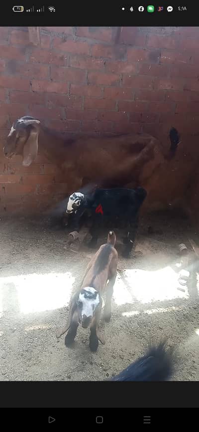 منشية ناصر القاهرة