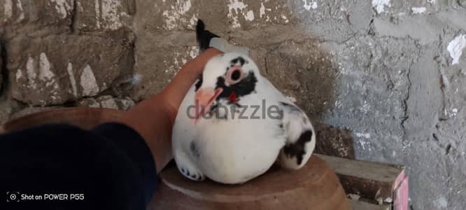 قص زغاليل حمام رومي للبيع
