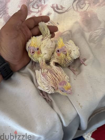 كوكتيل لاتيني