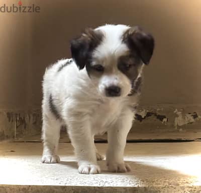 Saint bernard puppy جرو سانت برنارد