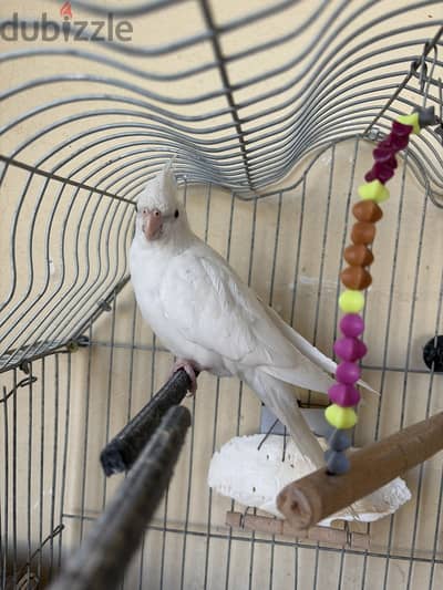 Cocktail bird