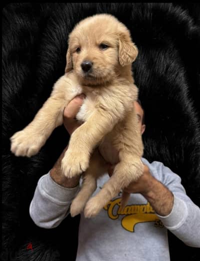puppies golden