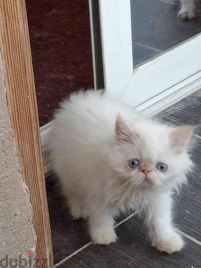 Himalayan Flame Point