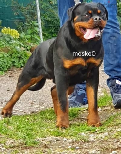 Rottweiler puppies
