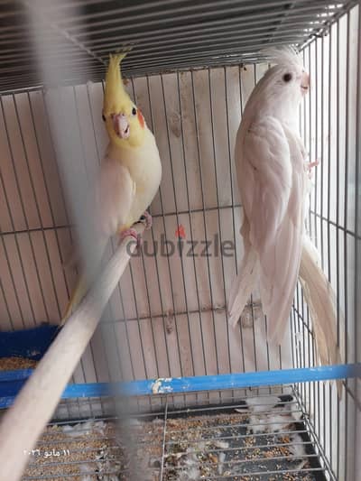 الزوايده اسكندريه