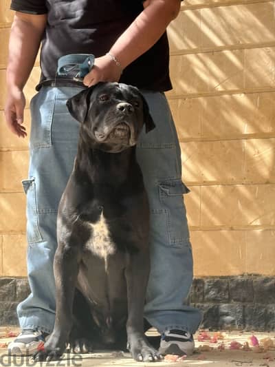 For Sale: Male Cane Corso