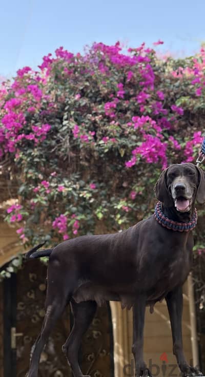عائلة Pointer