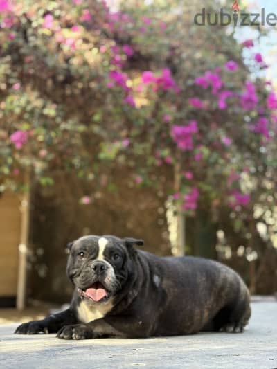 أنثى American Bully Pocket