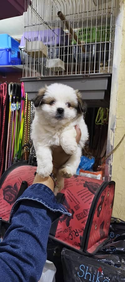 هافنيز