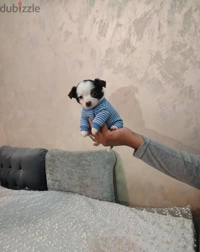 ميني هافينز بيور