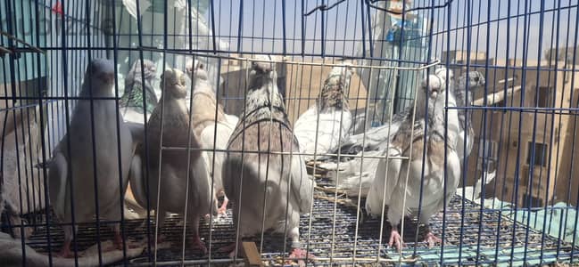 صوافي
