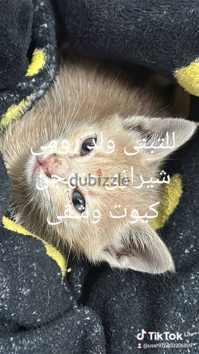 قط رومى شيرازى متهجن شهر ونص واخد تطعيمات وكيوت وشقى متعود على الليترب