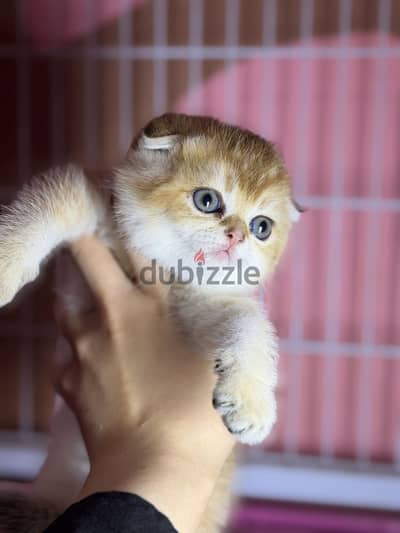 Scottish fold female سكوتش فولد بنت