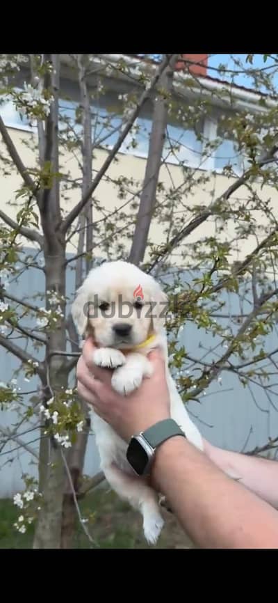 Golden Retriever puppies females from Russia