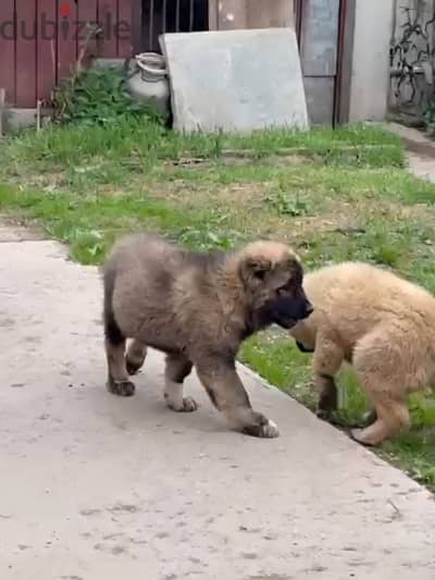 Caucasian shepherd puppies females