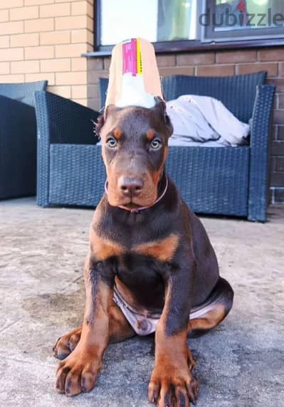 Doberman puppy male from Russia