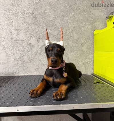 Doberman puppy female