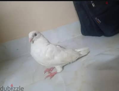 حمام للبيع