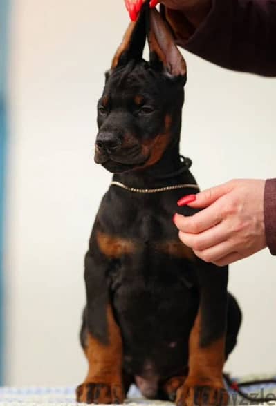 Doberman puppies from Russia