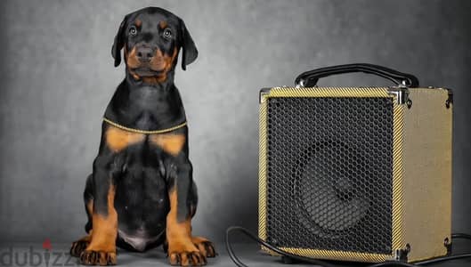 Doberman puppy boy from Russia