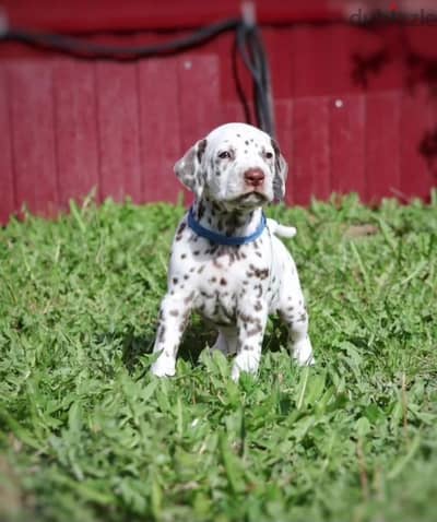 Dalmatian puppy boy from Russia