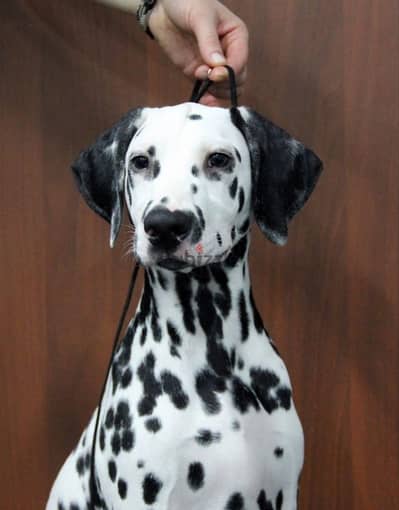 Dalmatian puppy boy from Russia