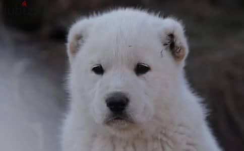 American campr puppies boys from Russia