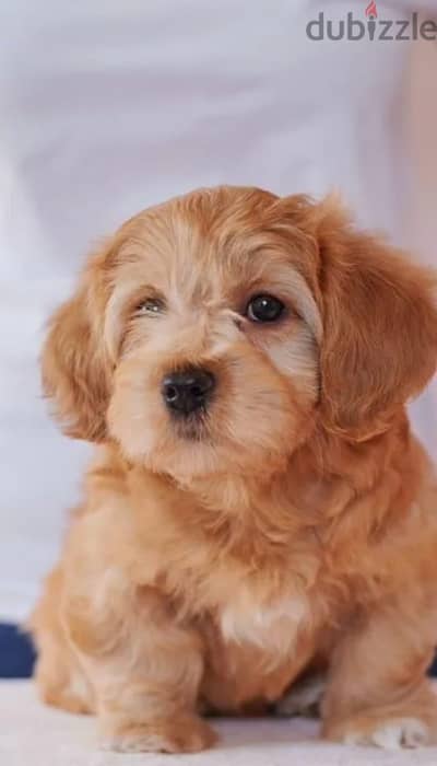 Havanese bichon puppy female from Russia
