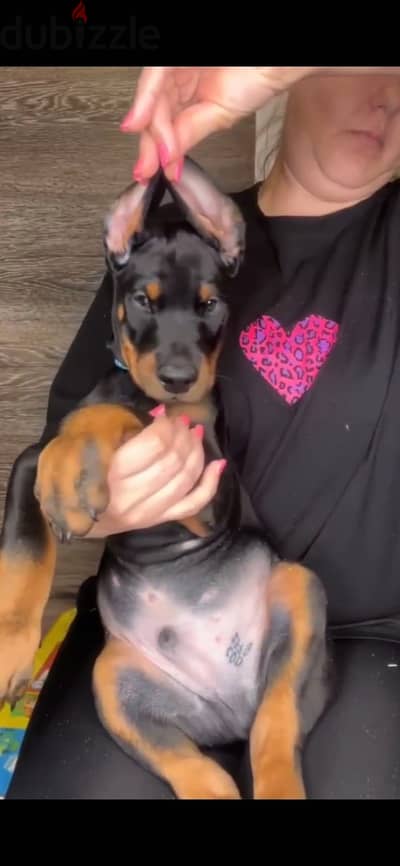 Doberman puppies from Russia