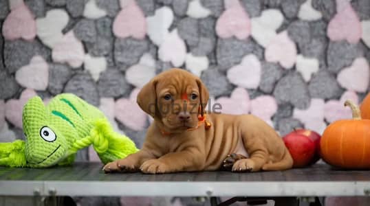 Hungarian vizsla puppy female from Russia
