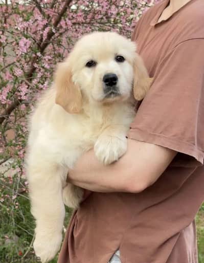 Golden retriever puppy female from Russia