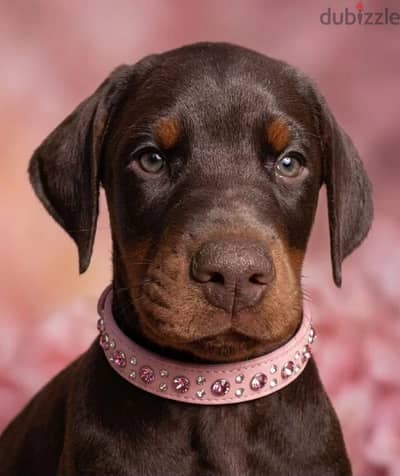 Doberman puppy male from Russia