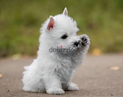 West highland white terrier puppy male