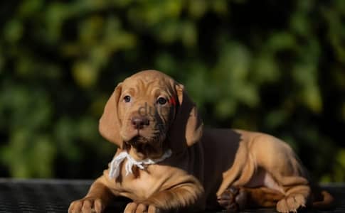 Hungarian vizsla puppy female