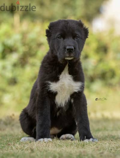 Premium Alabai Puppies