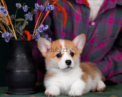 Pembroke welsh corgi puppy male